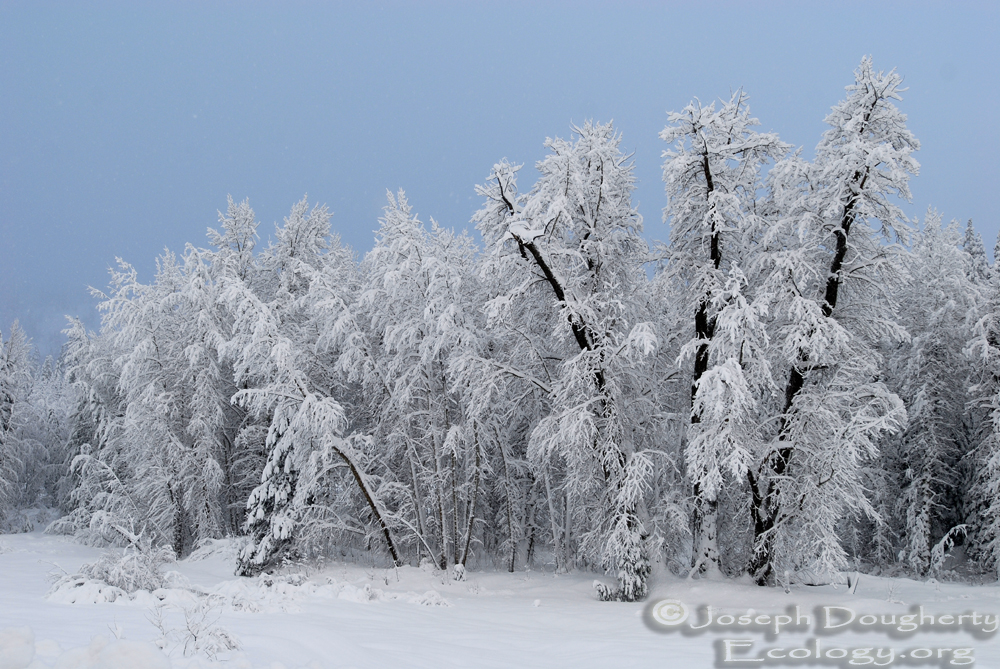 Snow-laden trees in the Sierra Nevada after a winter blizzard.