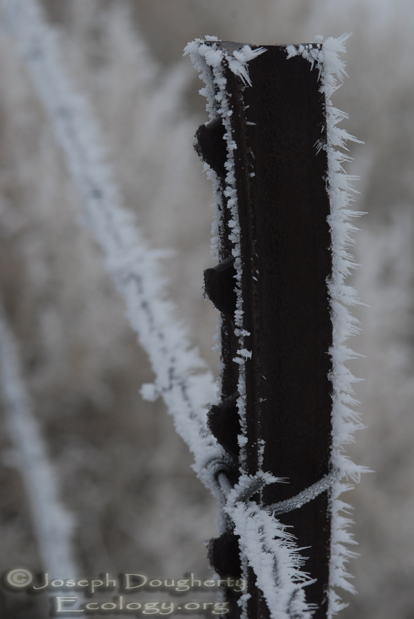 Freezing fog coats every surface with ice crystals during winter in the Black Rock Desert.