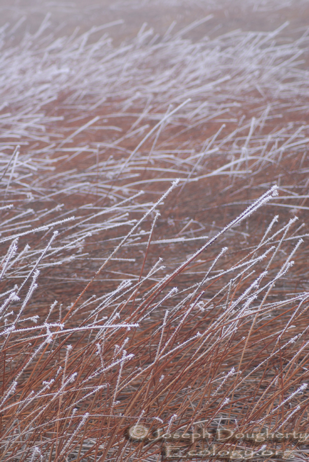 Freezing fog coats every surface with ice crystals during winter in the Black Rock Desert.