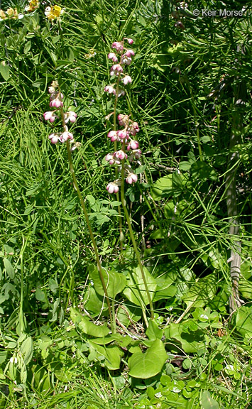 Pyrola asarifolia ssp. asarifolia