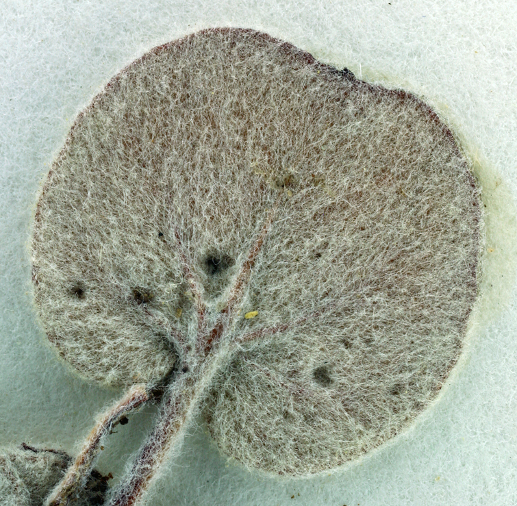 Eriogonum collinum