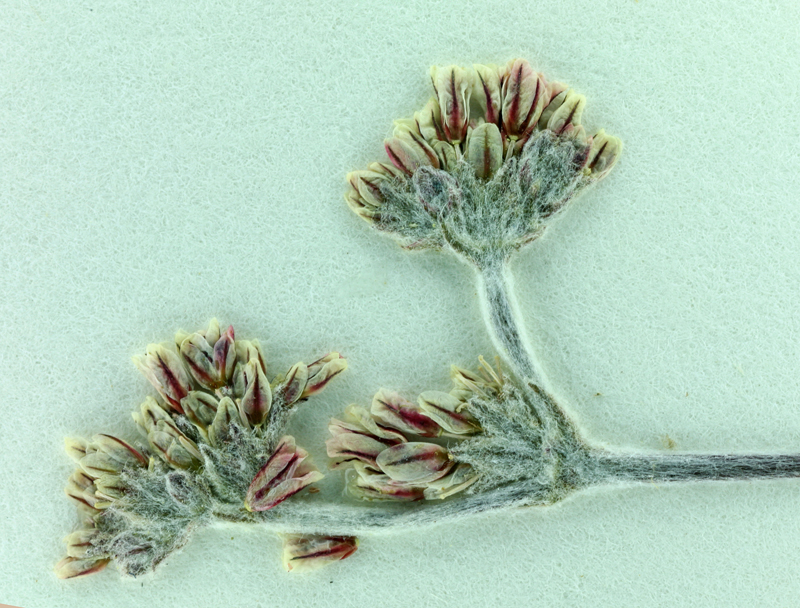 Eriogonum eastwoodianum