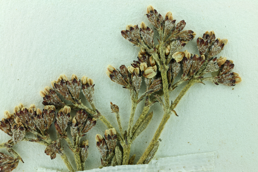 Eriogonum ericifolium var. pulchellum