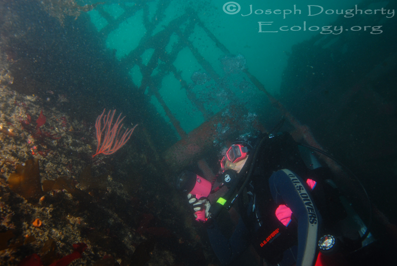 Scuba diver looking at a red seafan on the wreck HMS Yukon, at 80 to 100 fsw, off the San Diego coast.