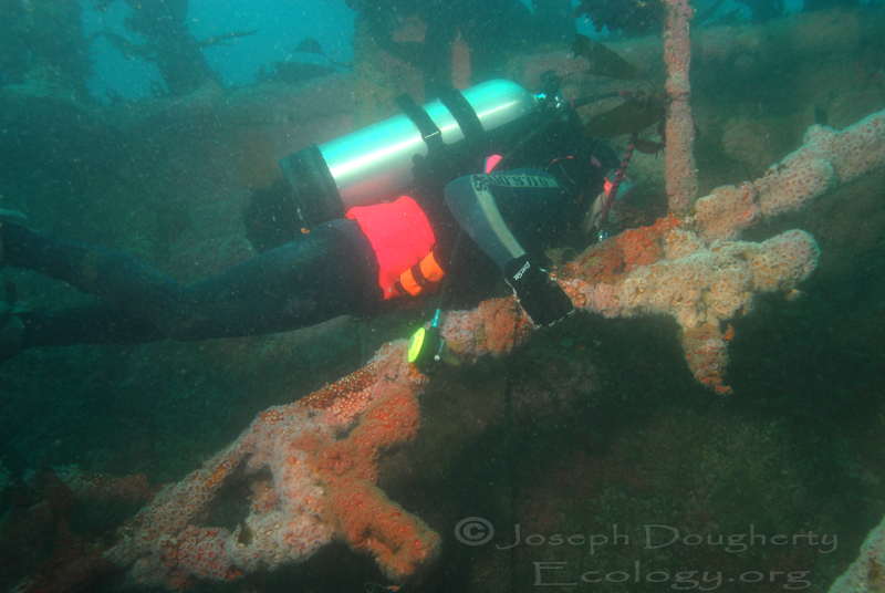 Scuba diver with heavily colonized hull of the scuttled former Coast Guard cutter Ruby E, at 55 to 80 fsw, off the San Diego coa