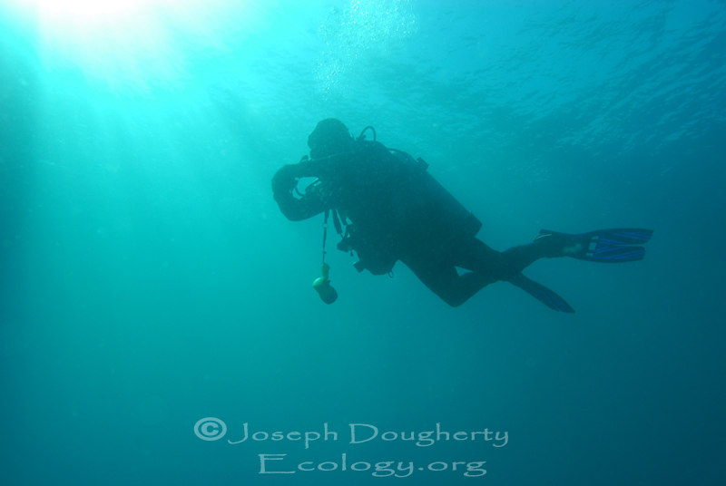 Scuba diver floating at a safety stop over Wreck Alley, at 15 to 20 fsw, off the San Diego coast.