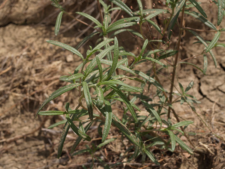 Heliomeris longifolia var. annua