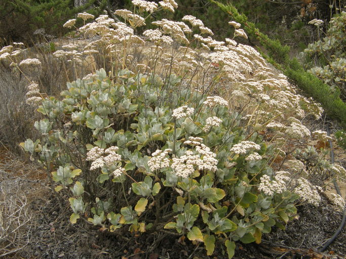 Eriogonum giganteum var. giganteum