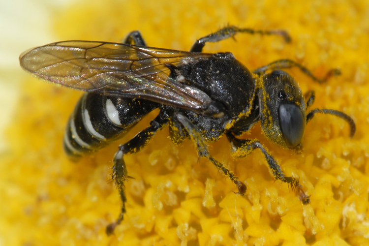 Oxybelus sp. Oxybelus sp.
