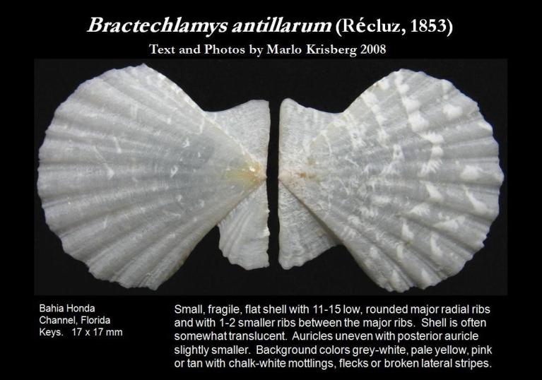 Bractechlamys antillarum
