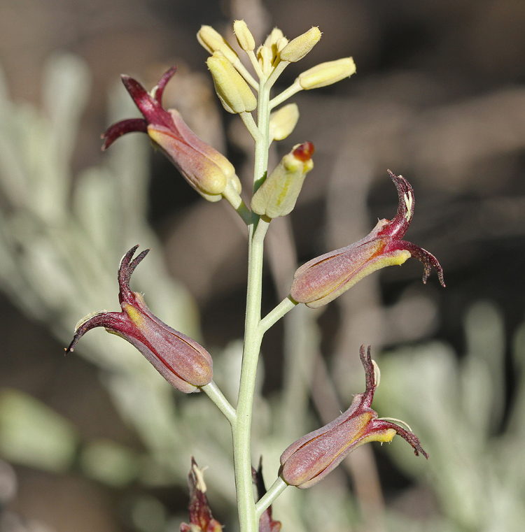 Streptanthus oliganthus