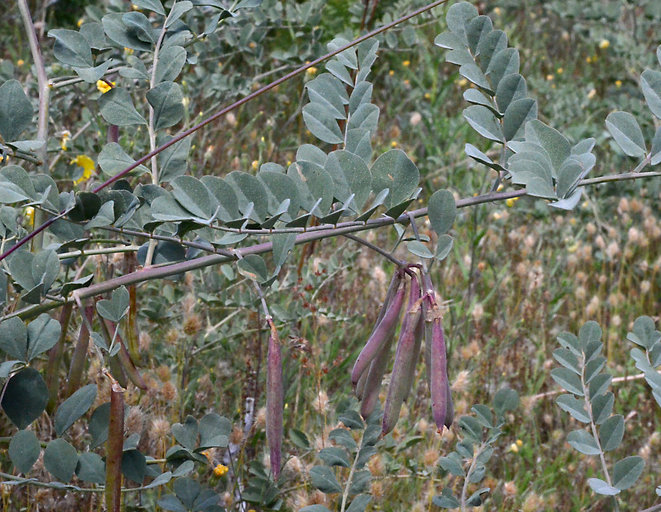 Hosackia crassifolia var. crassifolia