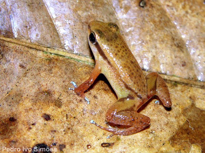 Allobates caeruleodactylus