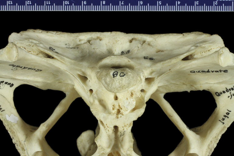 Caiman sclerops apaporiensis