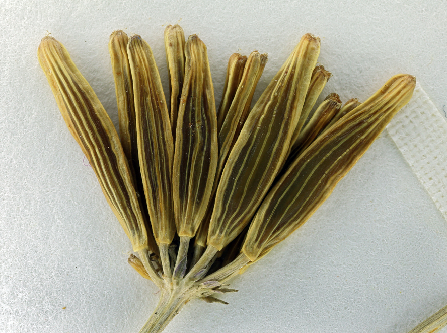 Lomatium bicolor var. leptocarpum