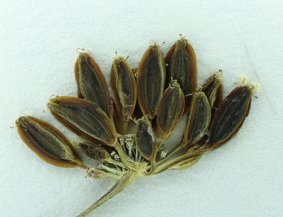 Lomatium engelmannii