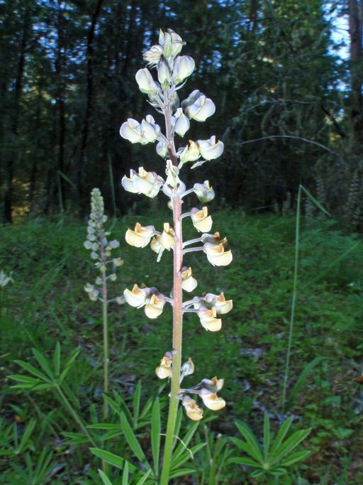 Lupinus sulphureus ssp. kincaidii