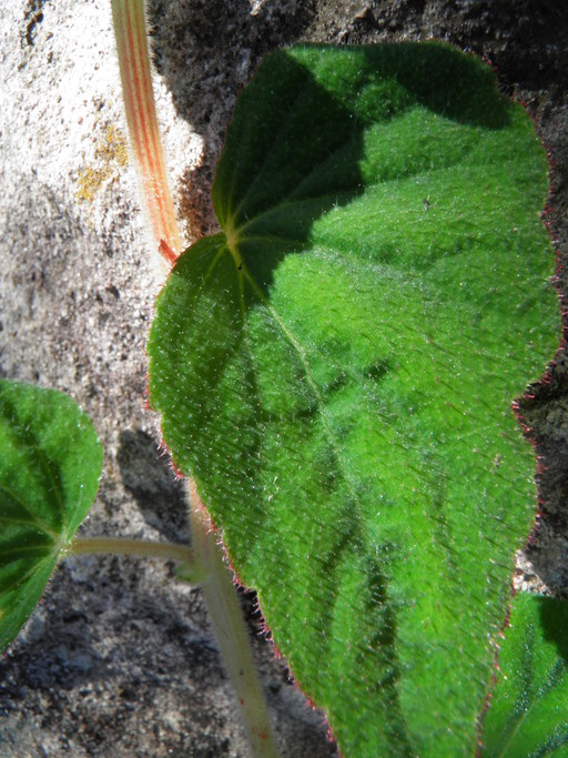 Begonia sandtii