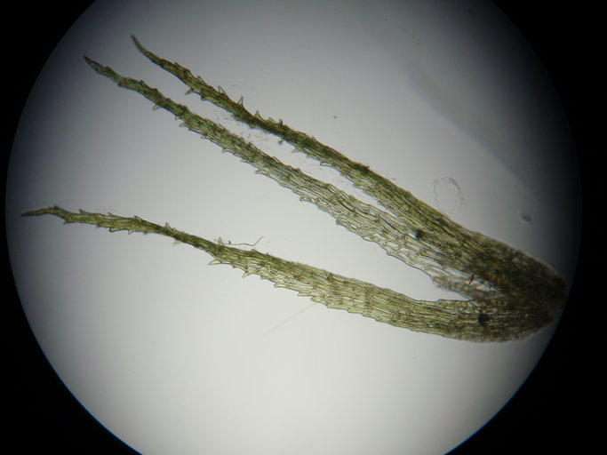 Ephemerum crassinervum