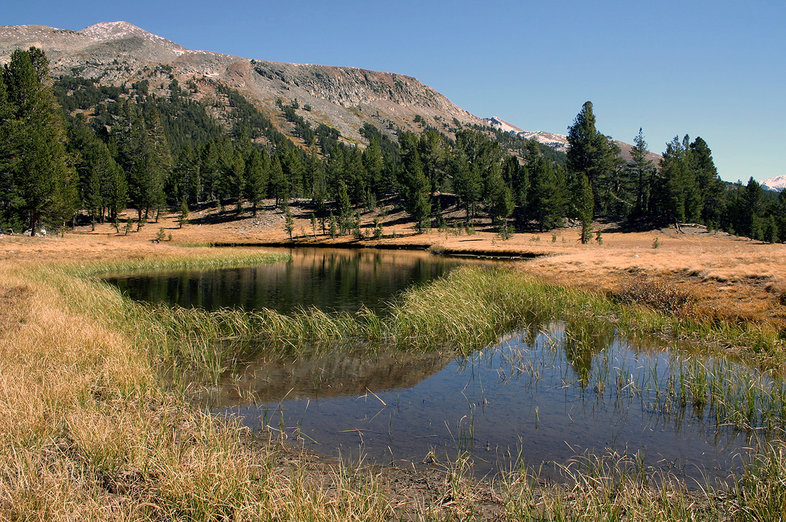 Dana Meadow in Sierra Nevada