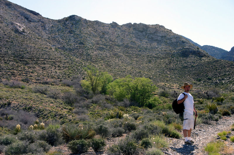 Mojave National Preserve in Mojave Desert