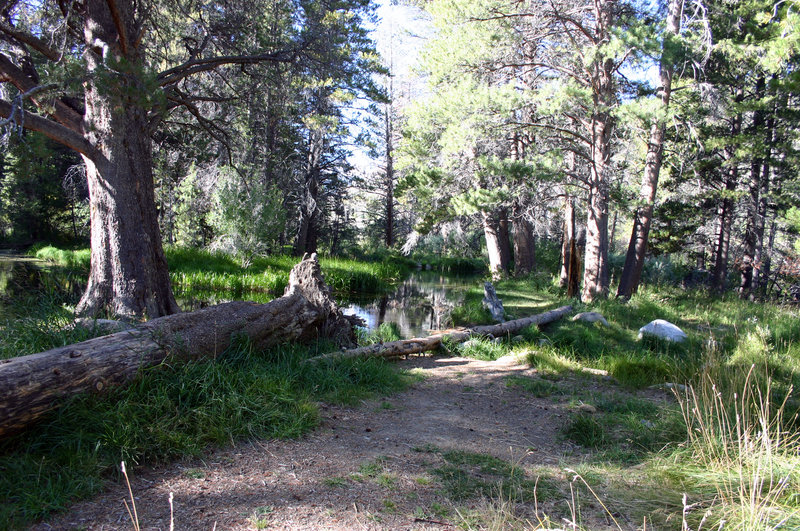 Honeymoon Flat Campground in Sierra Nevada