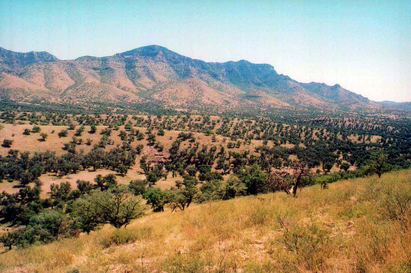 Pajarito Mountains (Arizona)