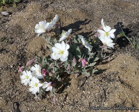 Oenothera californica ssp. avita