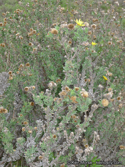 Heterotheca sessiliflora ssp. sessiliflora