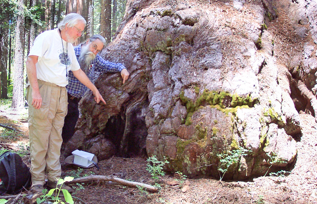 Mycocalicium sequoiae