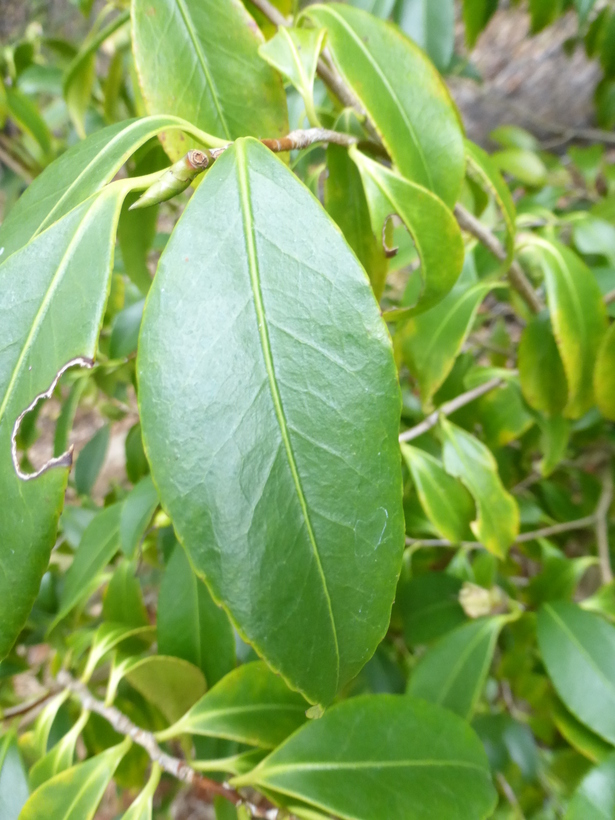 Camellia japonica var. macrocarpa