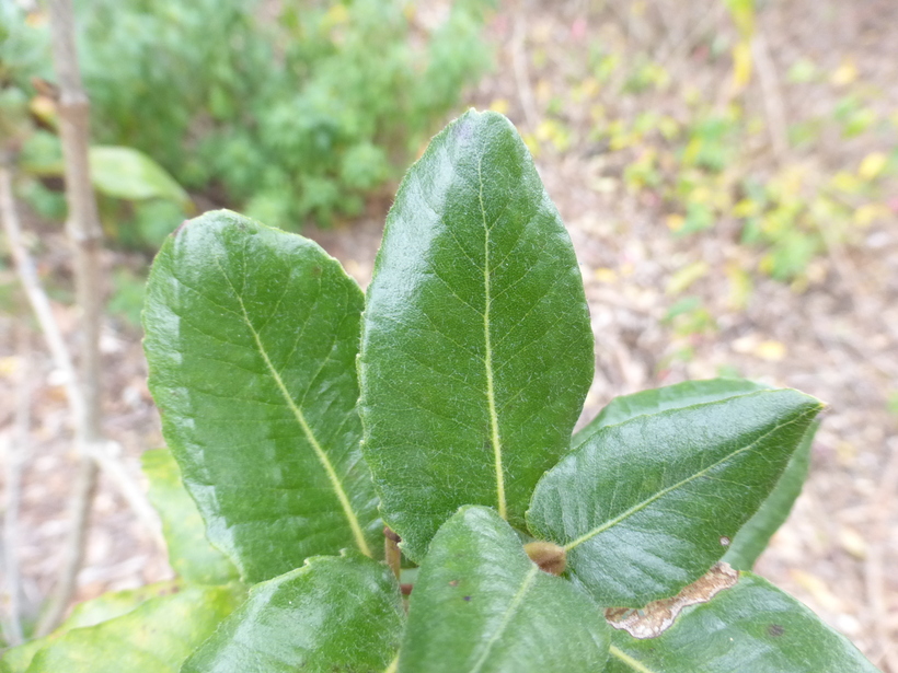 Eucryphia cordifolia