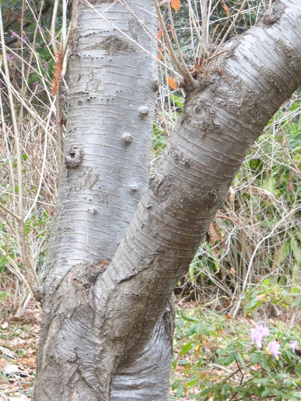 Prunus takasago-montana