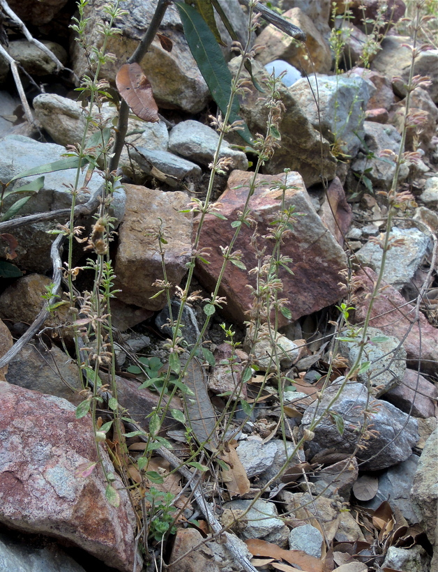 Hedeoma oblongifolia