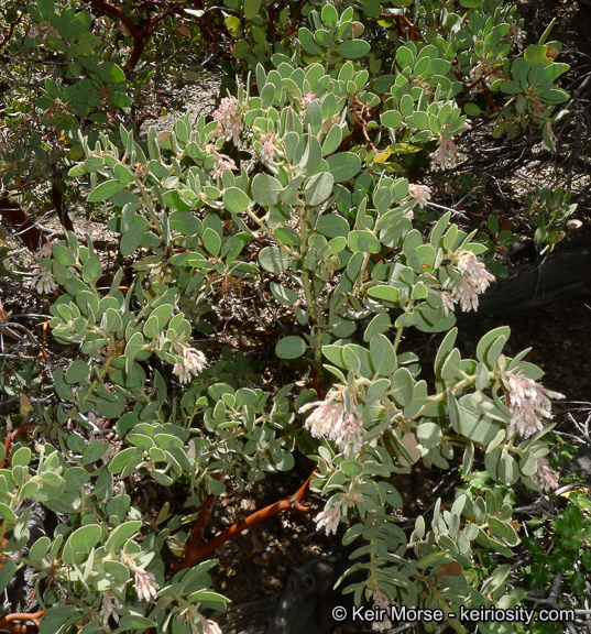 Arctostaphylos pringlei ssp. drupacea