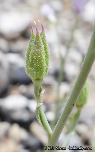 Delphinium parishii ssp. parishii