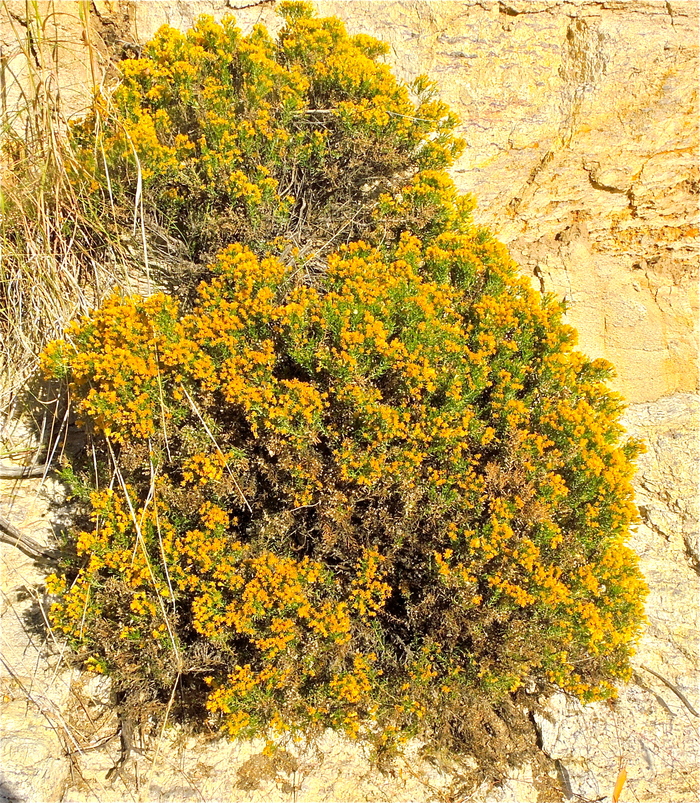 Ericameria laricifolia
