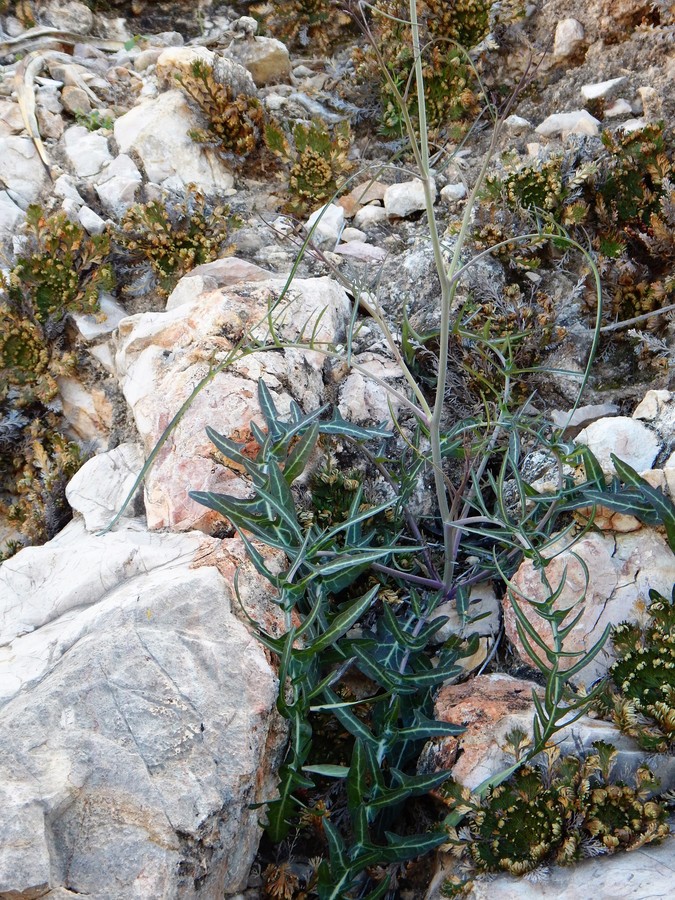 Streptanthus cutleri