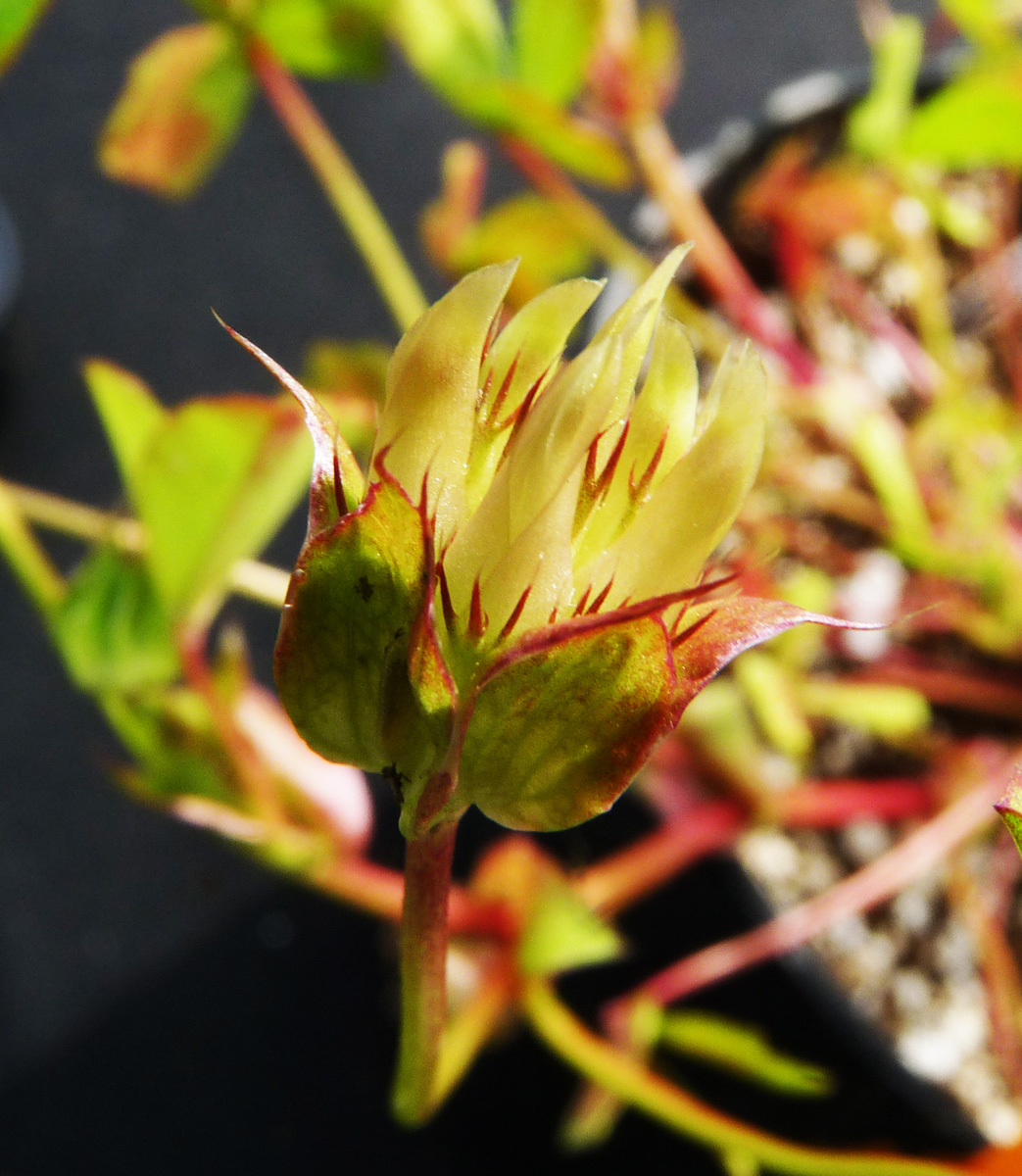 Trifolium piorkowskii