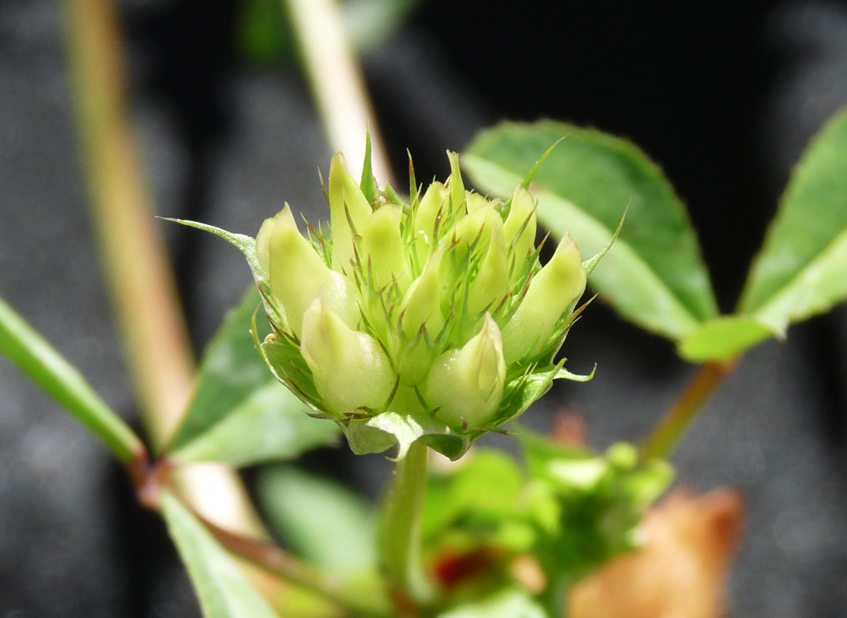 Trifolium piorkowskii
