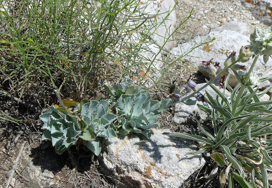 Streptanthus cordatus var. cordatus
