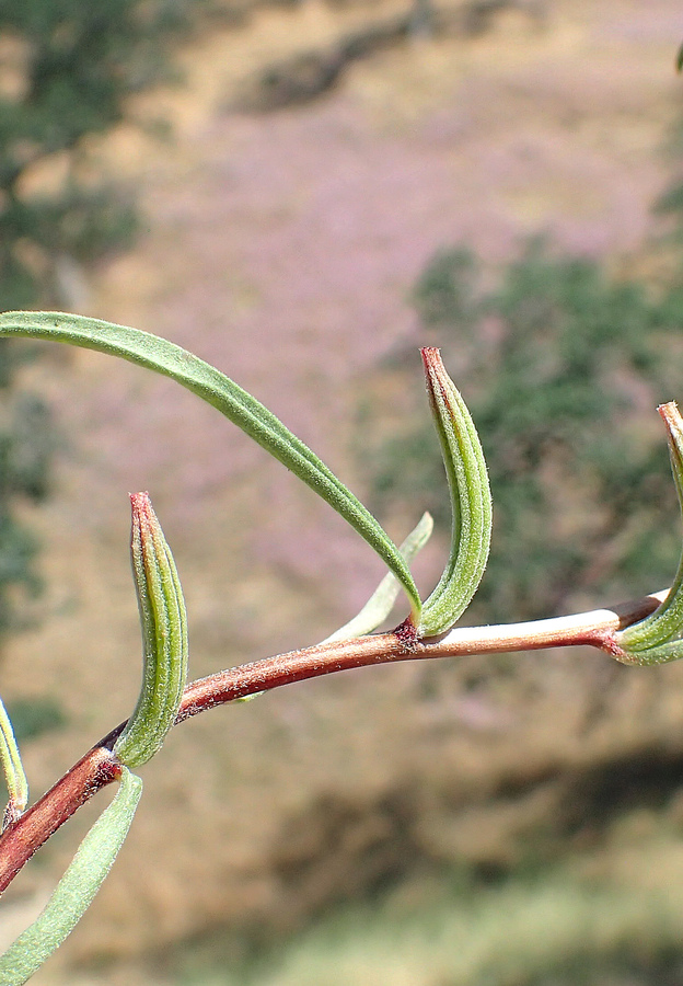 Clarkia speciosa ssp. polyantha
