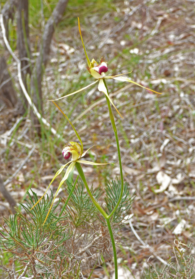 Caladenia attingens ssp. attingens