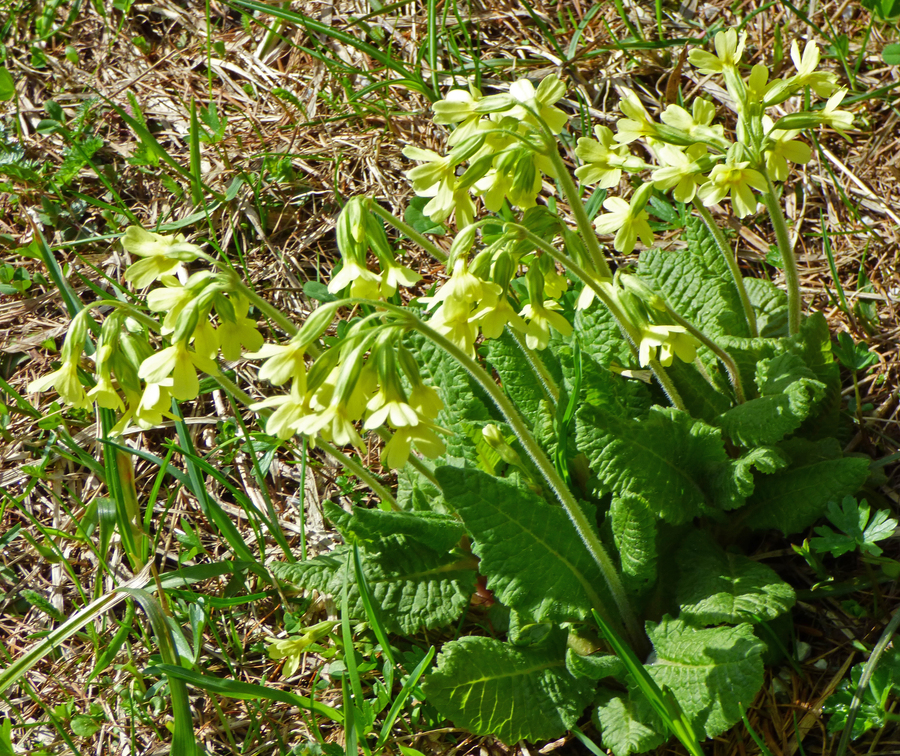 Primula elatior ssp. intricata