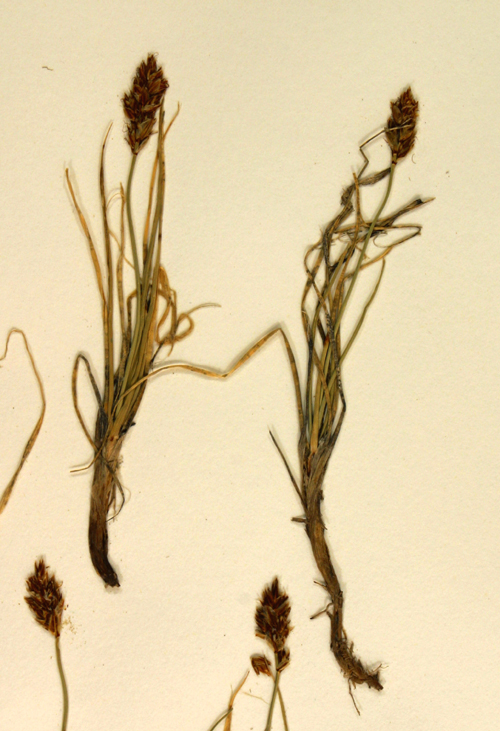 Carex duriuscula