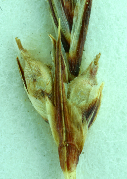 Carex inops