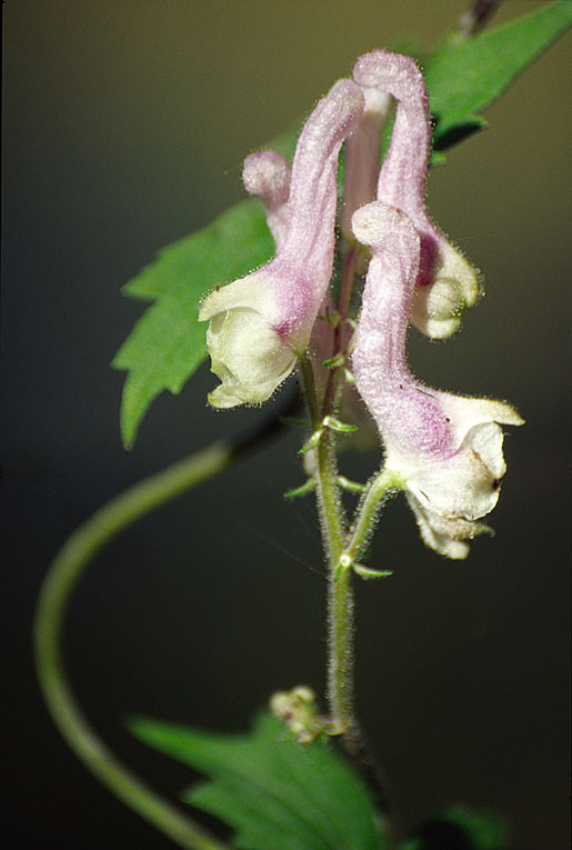 Aconitum violaceum image