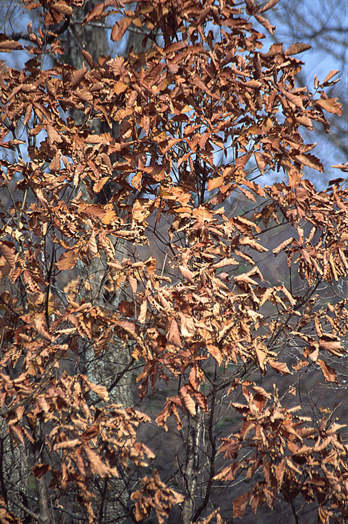 Quercus mongolica