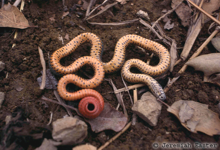 Diadophis punctatus modestus Diadophis punctatus modestus