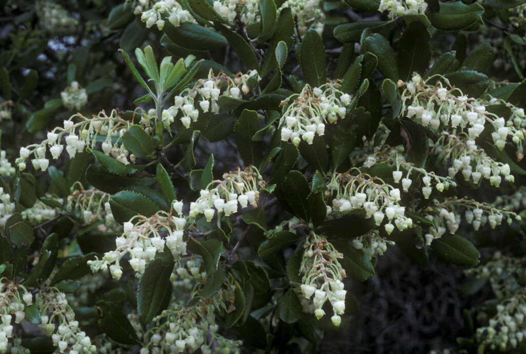 Comarostaphylis diversifolia ssp. planifolia